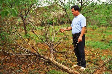 Hơn 4.000 cây đào phai “chết như ngả rạ”, nông dân khóc ròng