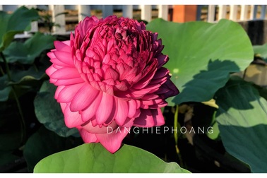 Xôn xao hoa sen 1.000 cánh: Dân chơi phát sốt, lùng khắp Việt Nam