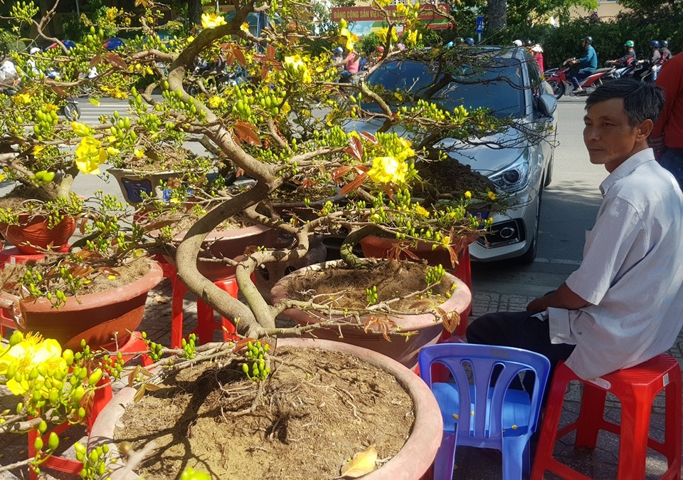 Khánh Hòa: Mai vàng An Nhơn “ngóng” khách, người mua ít người xem nhiều - 6 Khánh Hòa: Mai vàng An Nhơn “ngóng” khách, người mua ít người xem nhiều - 6