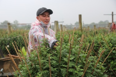 Gần Tết, người trồng hoa thấp thỏm về vụ thu hoạch lớn nhất trong năm