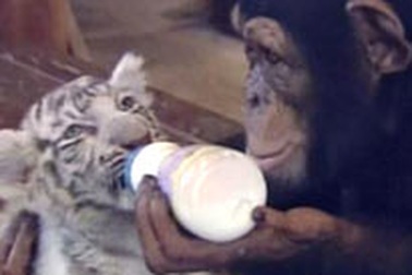 Khỉ làm "vú em" cho hổ con