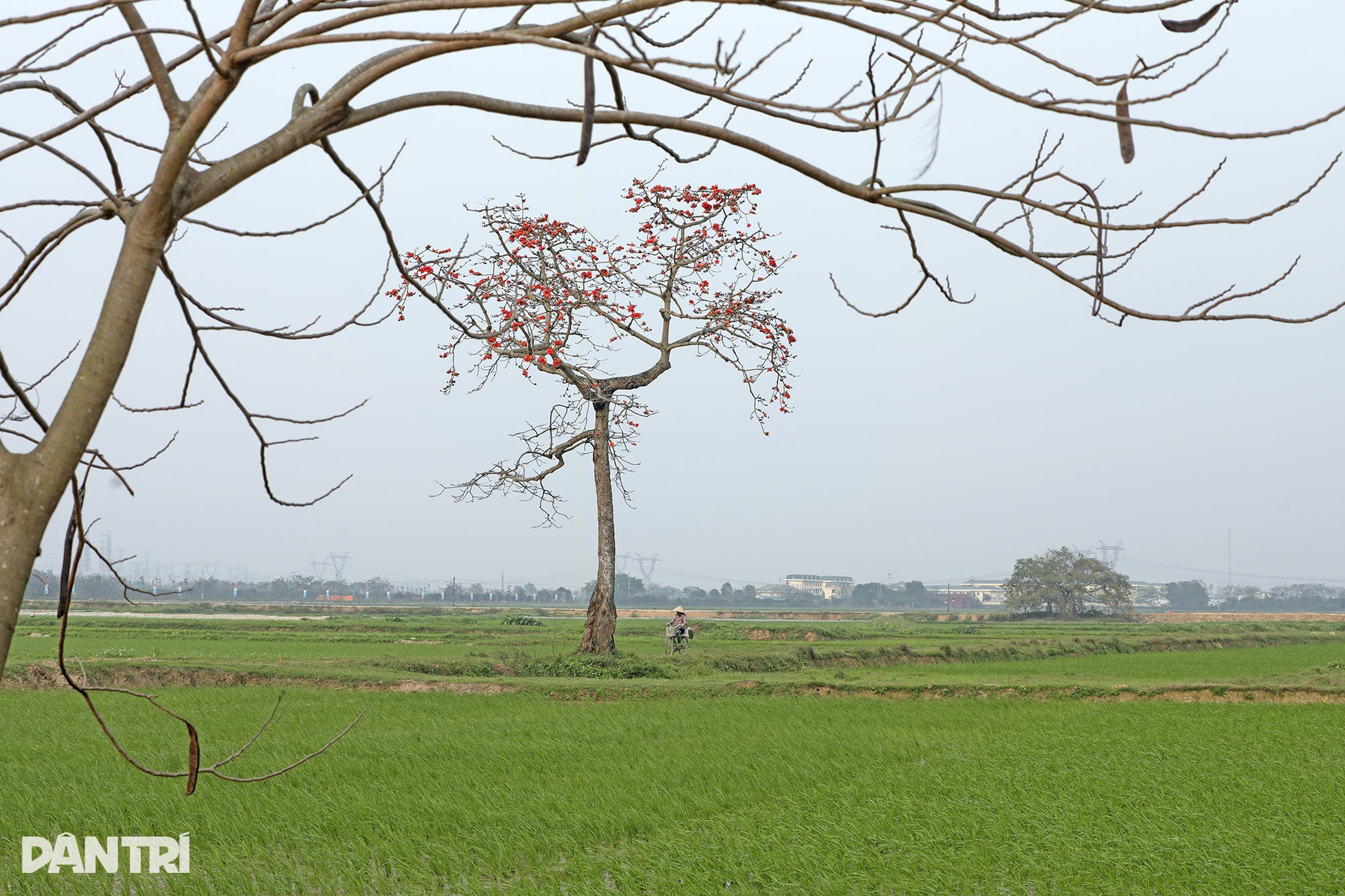 Những cây hoa gạo cô đơn nổi bật trên đồng ruộng xanh mùa hoa nở - 12 Những cây hoa gạo cô đơn nổi bật trên đồng ruộng xanh mùa hoa nở - 12