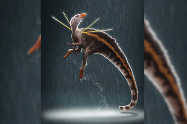 Loài khủng long kích cỡ như con gà có những đặc điểm kỳ lạ chưa từng thấy