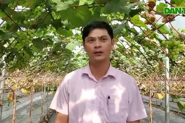 Người đàn ông "cãi" trời, trồng loại cây khó tính thu nửa tỷ đồng mỗi năm