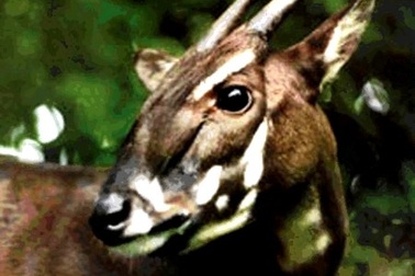 Quảng Nam chi gần 26 tỉ đồng bảo vệ Sao la