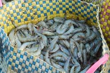 Chủ tịch Cà Mau chỉ đạo khẩn trương xử lý thương lái bị tố trộm tôm của dân