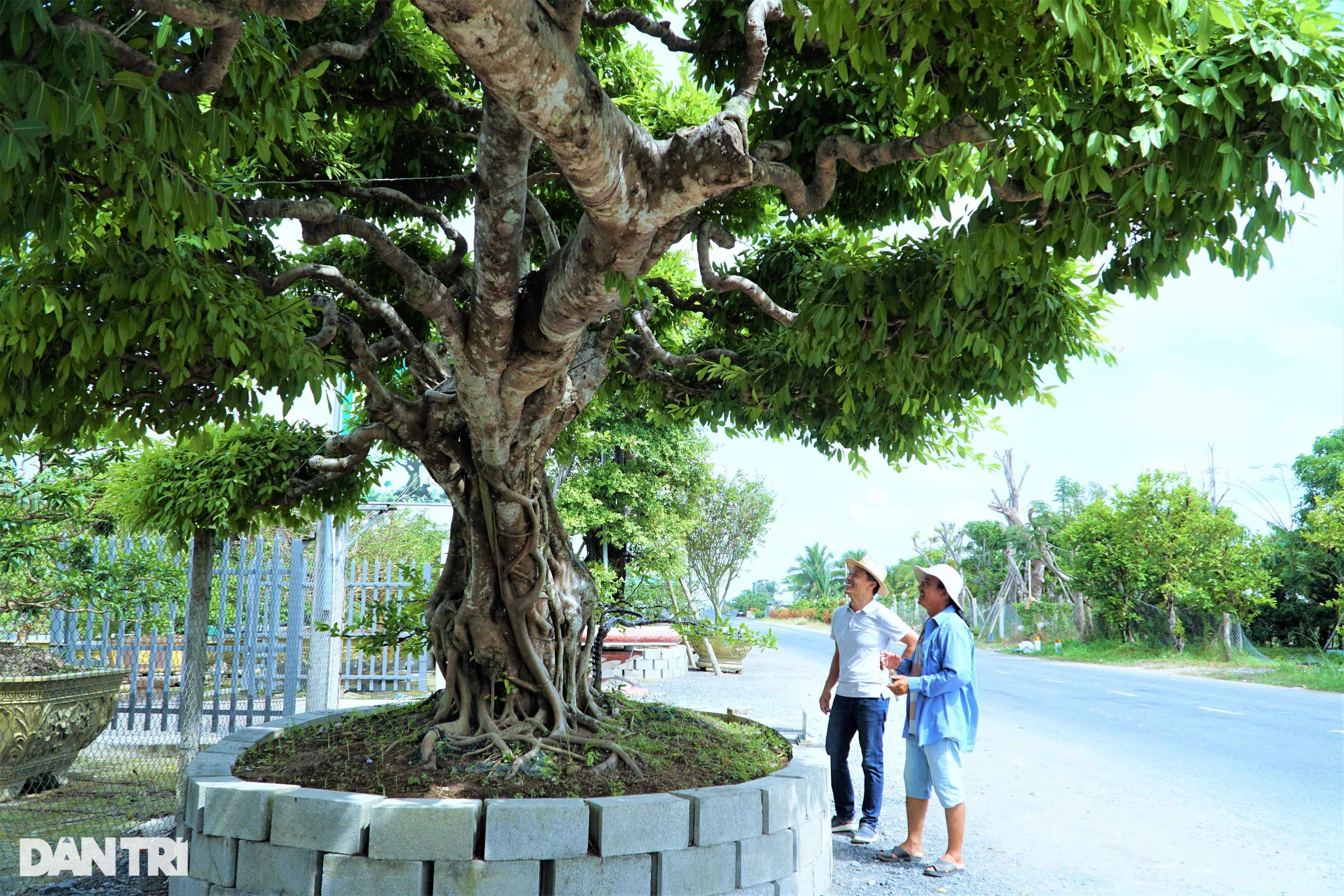 Chiêm ngưỡng cây sộp dáng rồng, lập kỷ lục châu Á. - 6