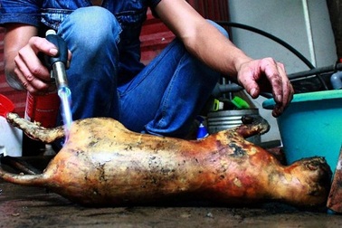 Chuyện người Việt Nam ăn thịt mèo lại lên báo Anh