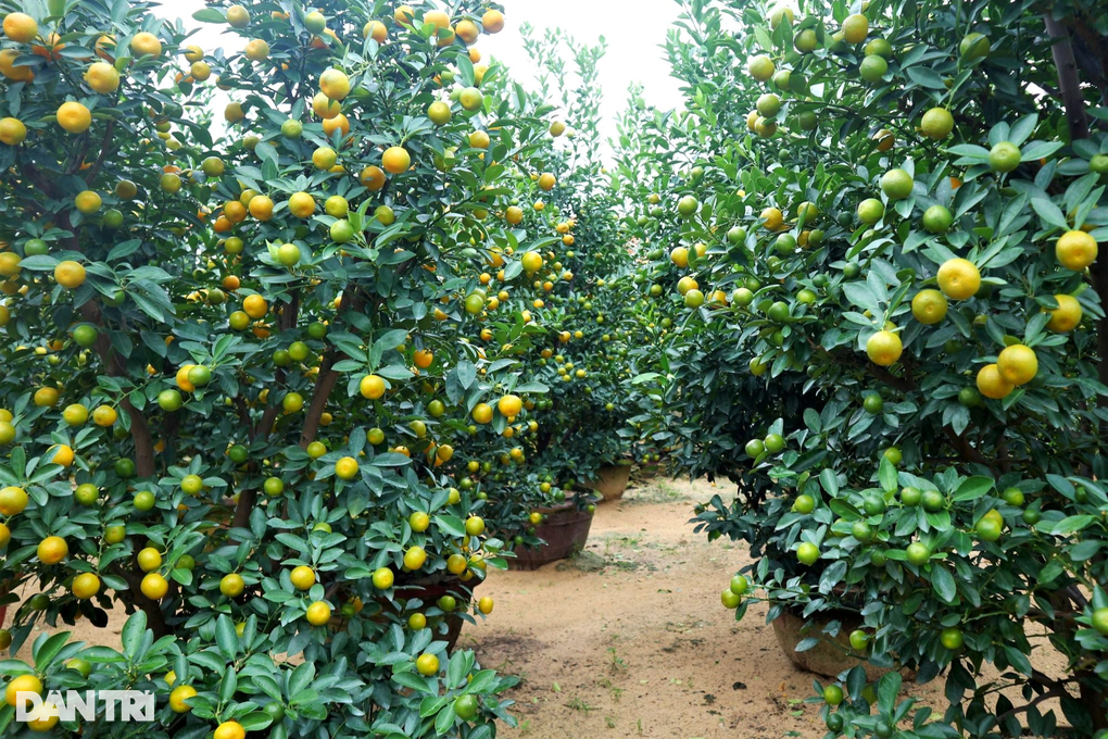 Quất cảnh tăng giá, chưa đến Tết đã cháy hàng - 1 Quất cảnh tăng giá, chưa đến Tết đã cháy hàng - 1