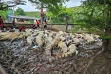 Chủ trang trại trải lòng về việc dùng điện giật giết 125 con cá sấu sau bão