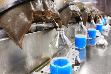 Những loại "chất lỏng" đắt đỏ nhất hành tinh