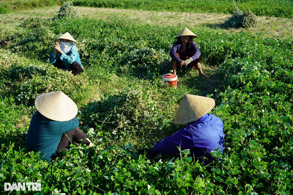 Trồng loại cây cỏ quý, nông dân lãi gấp 4 lần làm lúa - 9 Trồng loại cây cỏ quý, nông dân lãi gấp 4 lần làm lúa - 9