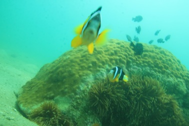 Hải quỳ và cá hề - nguồn lợi quý cần được quản lý, bảo tồn ở Cù Lao Chàm
