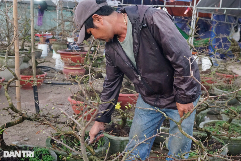 Giờ chót, thương lái săn lùng mai đưa ra Bắc đón Tết - 4 Giờ chót, thương lái săn lùng mai đưa ra Bắc đón Tết - 4