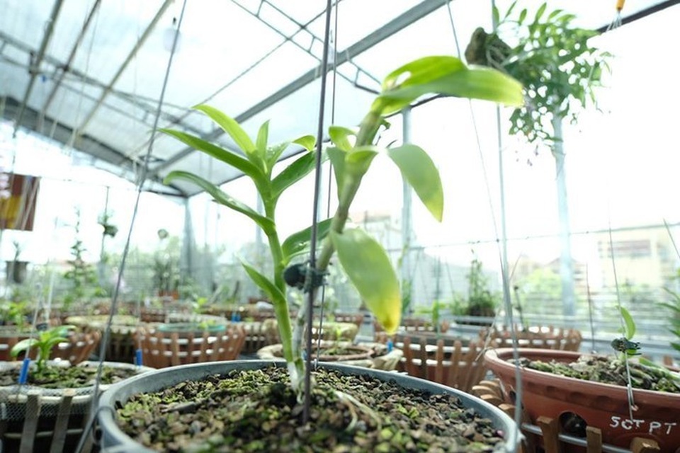 Ngắm vườn lan đột biến, giá trị gần 10 tỷ đồng tại Mê Linh - 13 Ngắm vườn lan đột biến, giá trị gần 10 tỷ đồng tại Mê Linh - 13