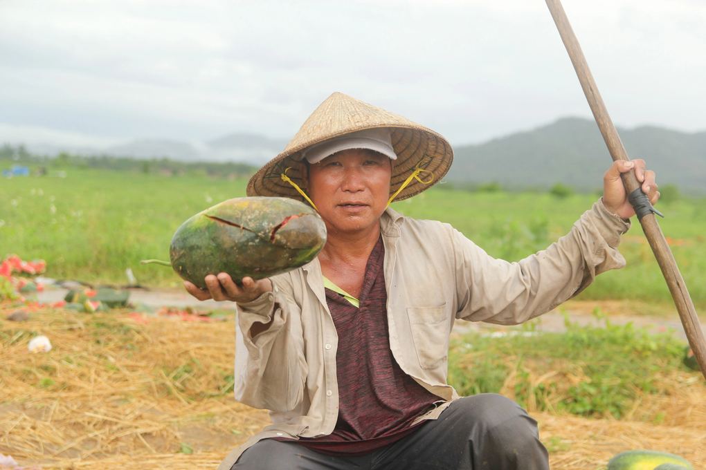52ha dưa hấu bị mưa nhấn chìm, nông dân khóc nghẹn vì trắng tay - 3 52ha dưa hấu bị mưa nhấn chìm, nông dân khóc nghẹn vì trắng tay - 3