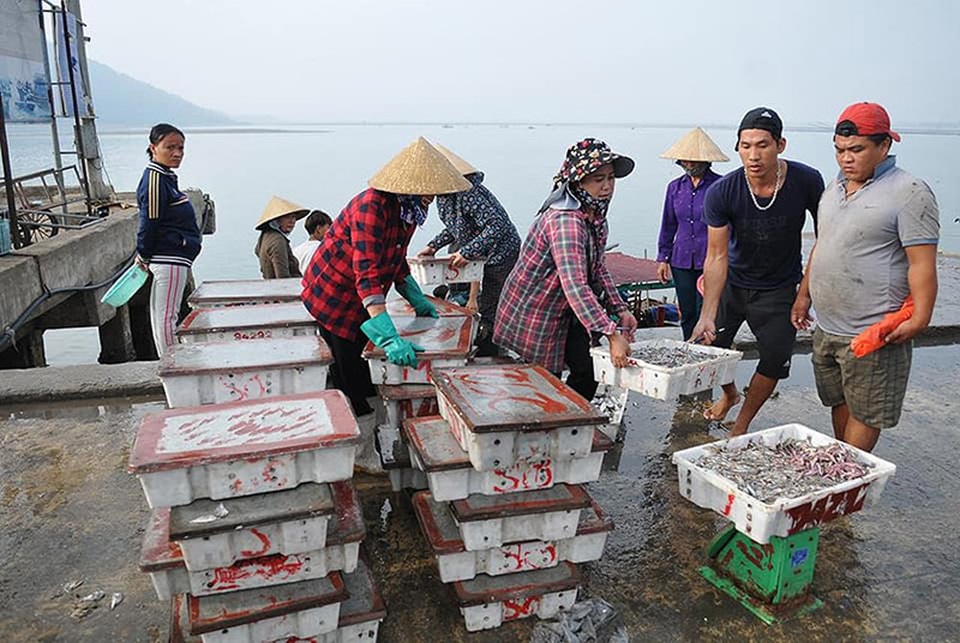 Ngư dân phấn chấn vì liên tục trúng đậm vụ cá, mực - 5 Ngư dân phấn chấn vì liên tục trúng đậm vụ cá, mực - 5