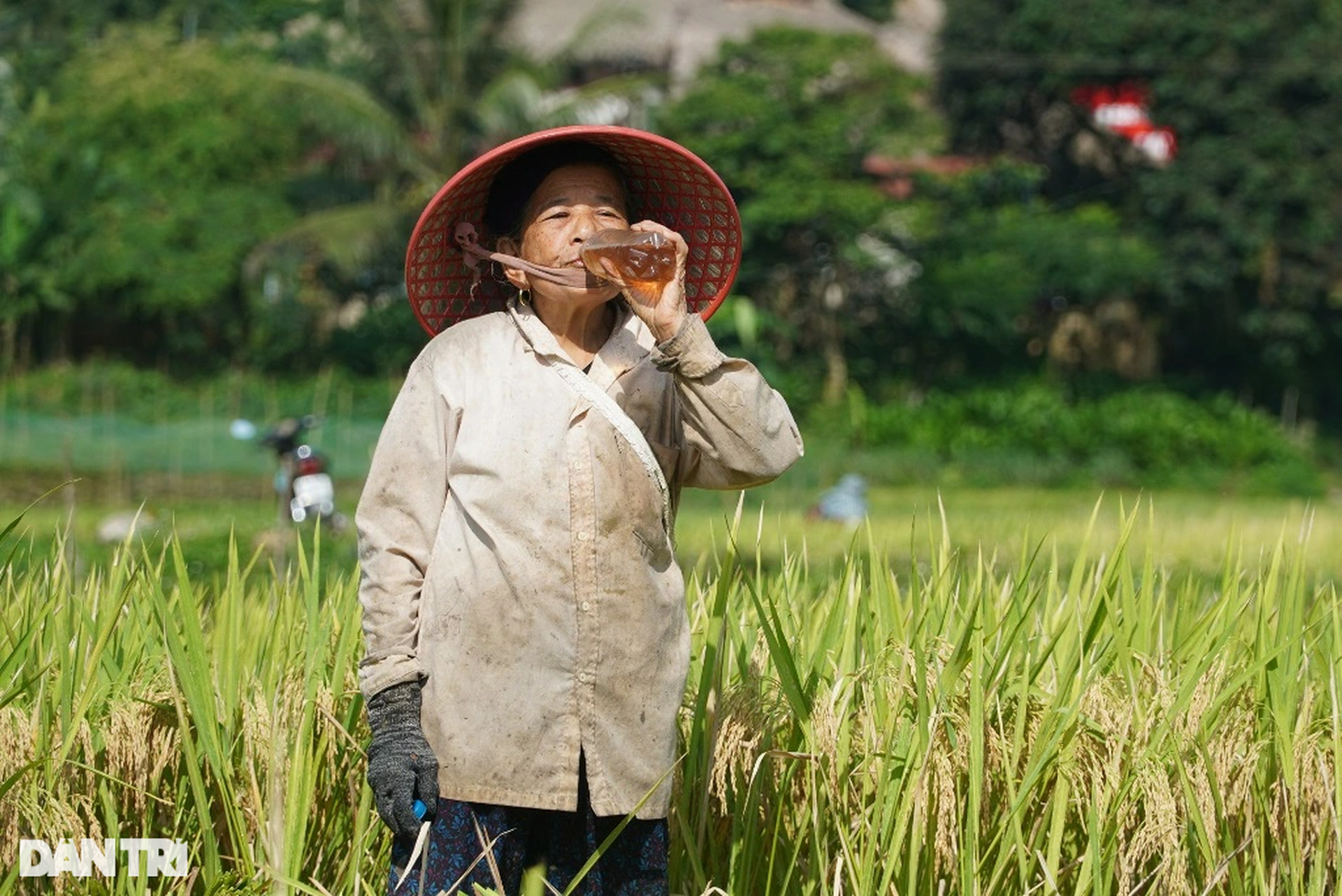 Người vùng cao băng rừng, vượt suối gùi mùa vàng về bản - 4