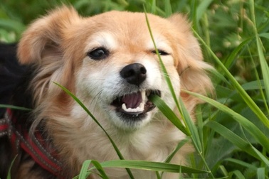 Vì sao chó ăn cỏ?