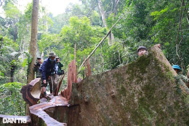 Cận cảnh những cây gỗ "khủng" trong rừng đặc dụng chỉ còn lại gốc