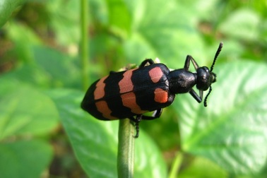 Tử vong vì ăn sâu ban miêu tưởng nhầm bọ xít 