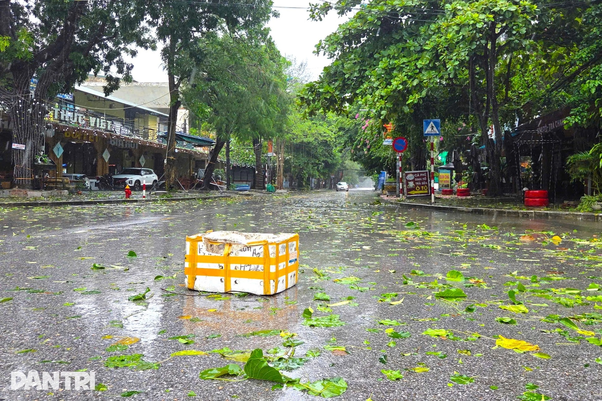 Cây xanh ngã đổ sau khi bão Wipha quét qua Thanh Hóa - 7 Cây xanh ngã đổ sau khi bão Wipha quét qua Thanh Hóa - 7