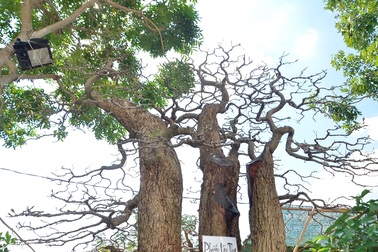 Cặp lộc vừng được “hét” giá 5 tỷ ở Hội hoa xuân Phú Mỹ Hưng