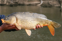 Loại cá bán đầy chợ Việt được ví như "linh dược" cho đàn ông