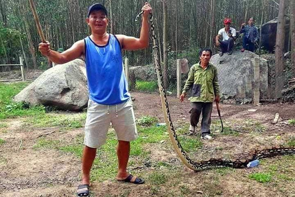 Bắt được con trăn khủng nuốt chửng con dê 10kg - 1 Bắt được con trăn khủng nuốt chửng con dê 10kg - 1