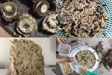 Ong vò vẽ kịch độc thành đặc sản: Một thời đắt khách thu 5 triệu đồng/ngày