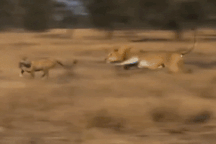 Kinh ngạc tốc độ của "vua sư tử" trong video hiếm hoi đuổi bắt báo gê-pa