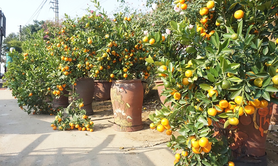 Hoa Tết giá mềm, người dân tranh thủ đi chọn sớm - 5 Hoa Tết giá mềm, người dân tranh thủ đi chọn sớm - 5