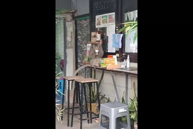 Khỉ ngang nhiên vào quán café lấy trộm bánh khiến chủ quán bất lực