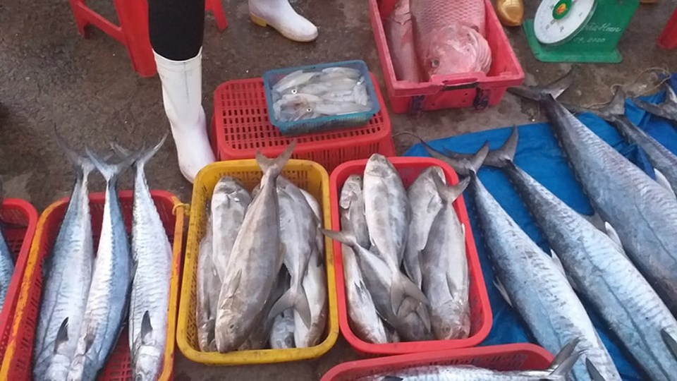 Cận cảnh những mẻ cá khủng kịp cập bến phục vụ rằm tháng 7 - 10 Cận cảnh những mẻ cá khủng kịp cập bến phục vụ rằm tháng 7 - 10