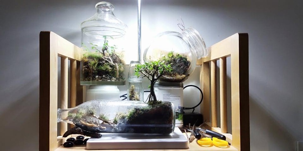 Terrarium - thú chơi nuôi dưỡng tình yêu với thiên nhiên hút giới trẻ - 5 Terrarium - thú chơi nuôi dưỡng tình yêu với thiên nhiên hút giới trẻ - 5