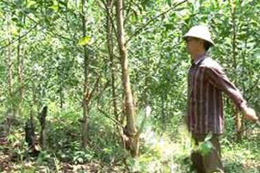 Phát hiện xác chết trên đồi keo mất 6 răng cửa