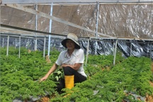 Kiếm tiền tỷ mỗi năm từ trồng rau mùi Pháp