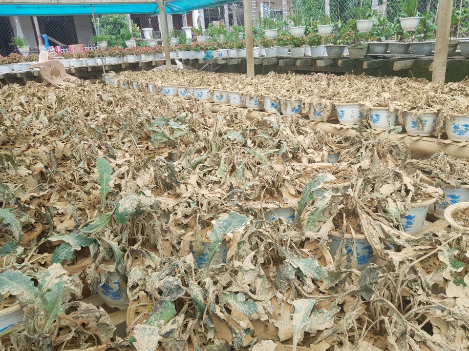 Quảng Trị: Người trồng hoa trắng tay sau mưa lũ! - 3 Quảng Trị: Người trồng hoa trắng tay sau mưa lũ! - 3
