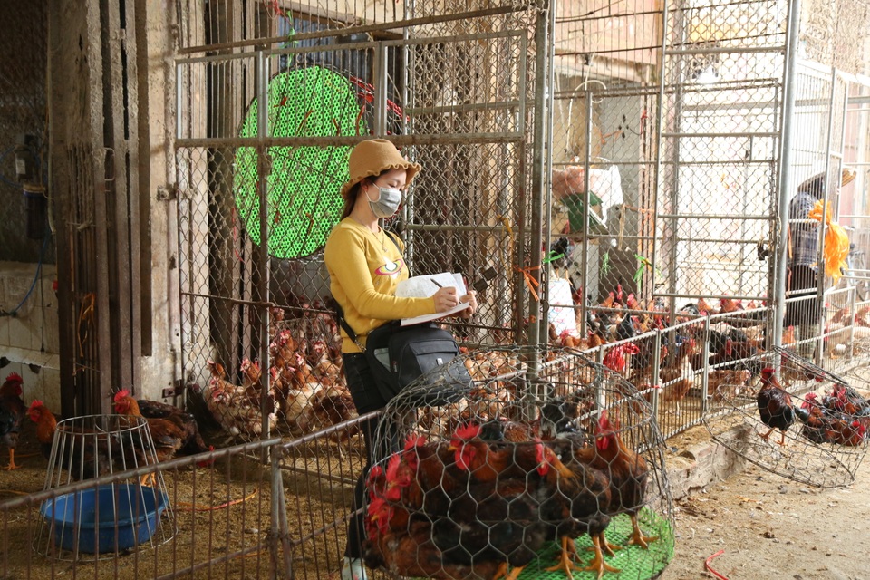 Cận Tết, người làm nghề bán hàng chợ gia cầm lớn nhất miền Bắc vào vụ - 11 Cận Tết, người làm nghề bán hàng chợ gia cầm lớn nhất miền Bắc vào vụ - 11