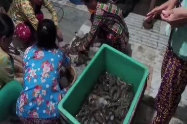 Bắt quả tang bơm tạp chất vào tôm ở Bạc Liêu. (Vd: CVT)