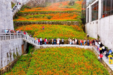 "Ruộng bậc thang" hoa dơn lúa nở rực trên đỉnh thiêng Fansipan