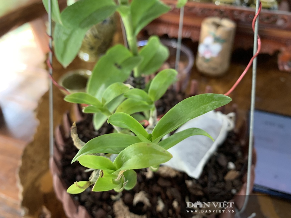 Vườn trồng toàn lan đột biến trị giá hơn 60 tỷ đồng ở Cần Thơ - 5 Vườn trồng toàn lan đột biến trị giá hơn 60 tỷ đồng ở Cần Thơ - 5