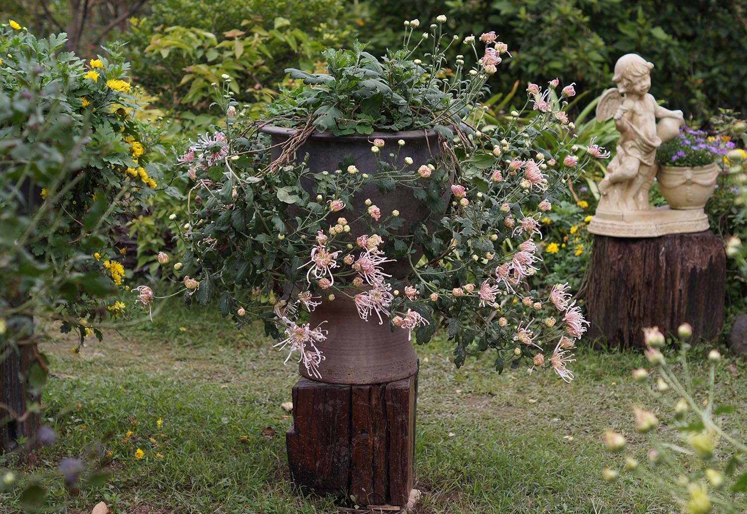 Mãn nhãn với vườn cúc cổ, đẹp mê hồn giữa lòng Hà Nội - 8