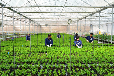 Lao động visa E9 hết hạn mắc kẹt tại Hàn được chuyển làm lao động thời vụ