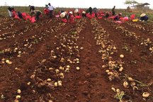 Hành trình 10 năm trồng khoai tây bền vững của nhà nông Đơn Dương