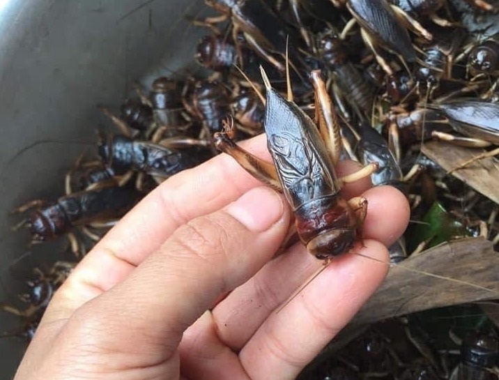 Dế mèn chu du trên bàn nhậu, muốn ăn phải xếp hàng chờ - 4 Dế mèn chu du trên bàn nhậu, muốn ăn phải xếp hàng chờ - 4