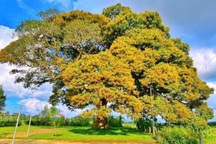 Cây trôi 800 tuổi có kiểu ra hoa lạ thường được công nhận cây di sản