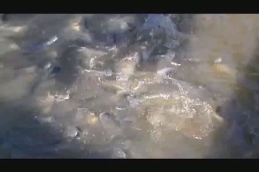 Cụ Lê Văn Thành khởi nghiệp làm du lịch ở tuổi 90