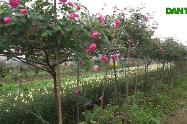 Chiêm ngưỡng gốc hồng cao tuổi giá 70 triệu đồng ở làng hoa Phù Vân