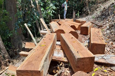 Phát hiện 2 vụ phá rừng tự nhiên